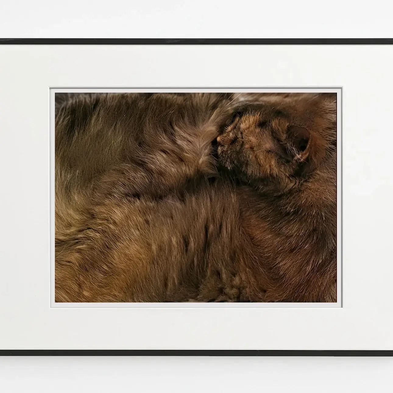 Yumuşak ışık altında kıvrılarak uyuyan kedinin huzurlu duruşunu gösteren sanat fotoğrafı.