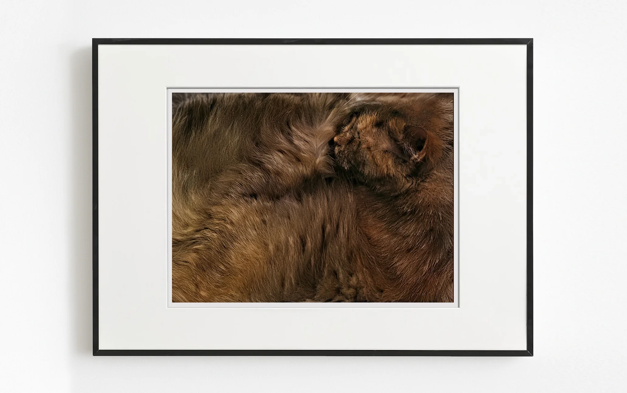 Yumuşak ışık altında kıvrılarak uyuyan kedinin huzurlu duruşunu gösteren sanat fotoğrafı.