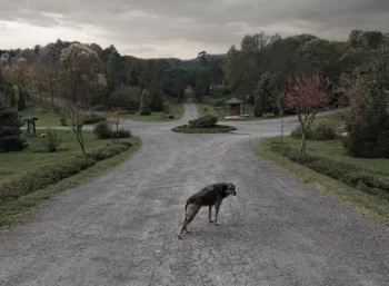 Beş yolun kesişiminde esneme hareketi yapan köpeğin bedeniyle çevresi ile birlikte uzama hissi yarattığı sanatsal fotoğraf.