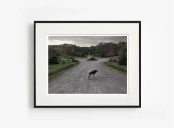 Esneyen köpeğin hareketiyle yolun çizgisel yapısının aynı ritimde genişlediği hissini yansıtan fotoğraf eseri.