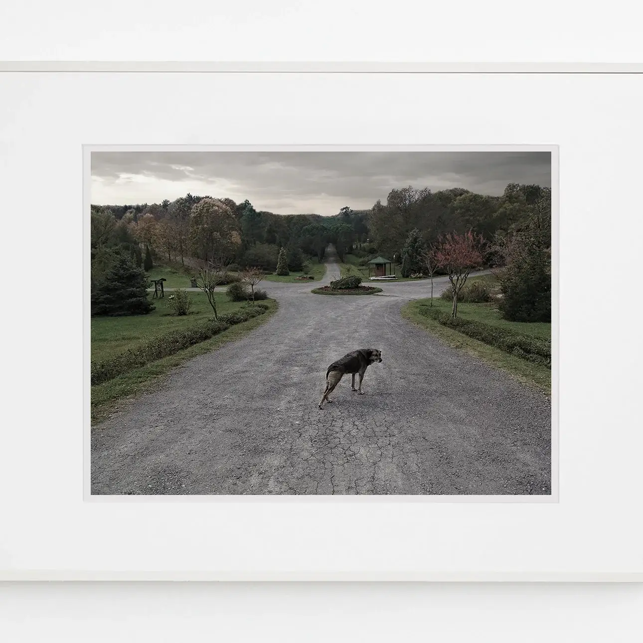 Esneyen köpeğin formunun çevredeki mekanla birleşerek süreklilik hissi yarattığı fotoğraf eseri.
