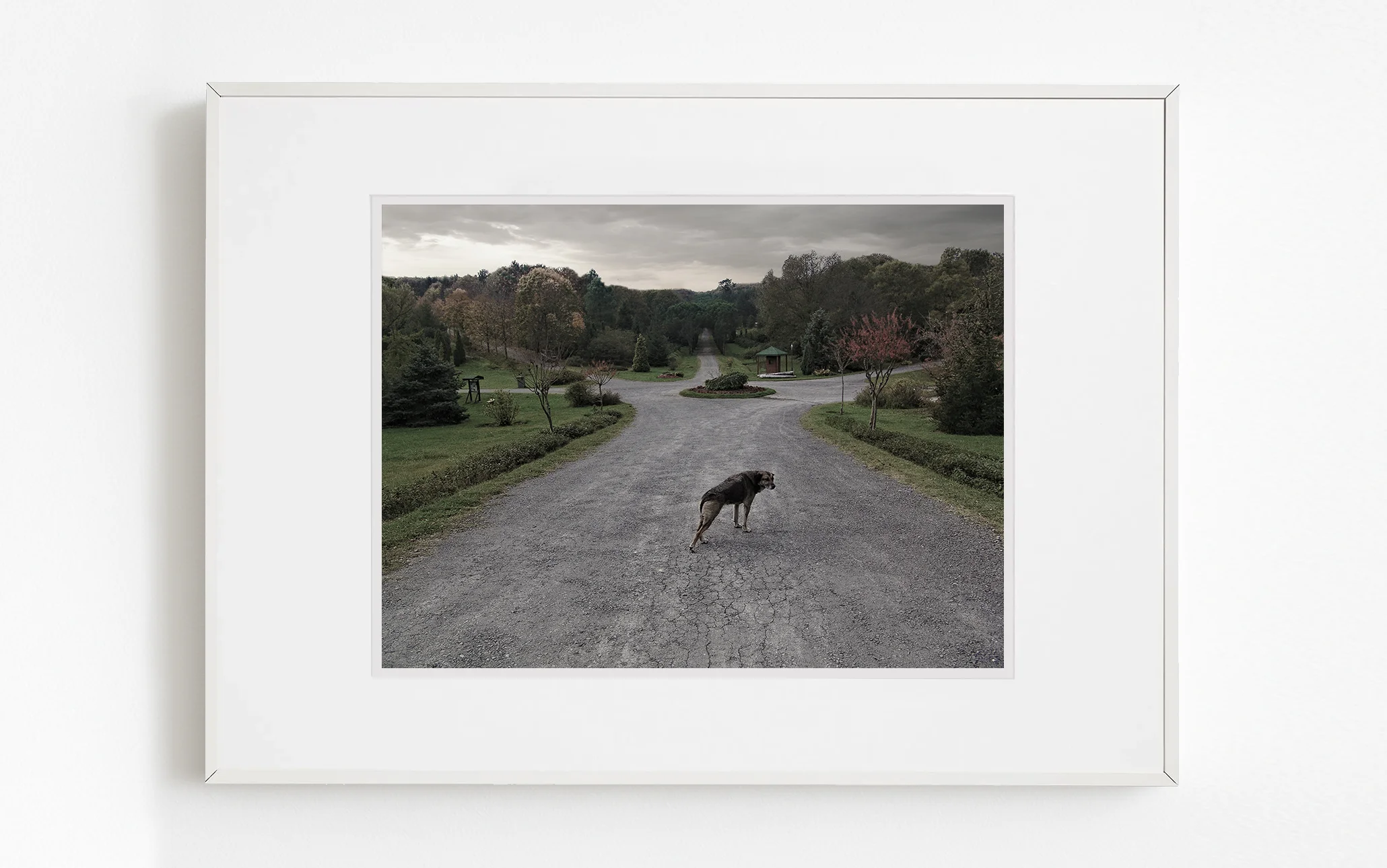 Esneyen köpeğin formunun çevredeki mekanla birleşerek süreklilik hissi yarattığı fotoğraf eseri.