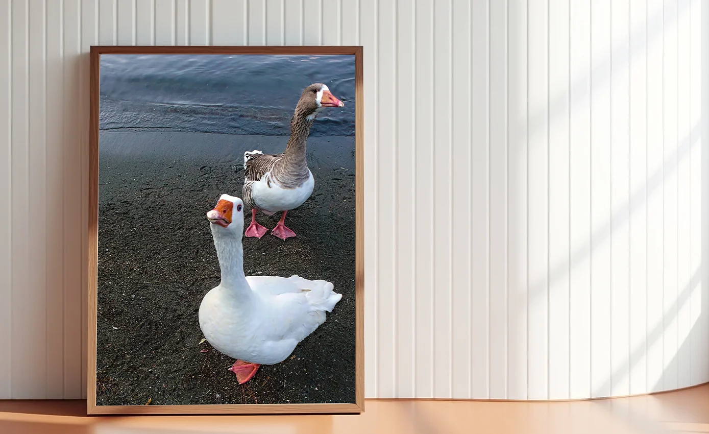 Yan yana konumlanan iki kazın karşılarındaki nesneyi sessiz bir dikkatle süzdüğü sanatsal görüntü.