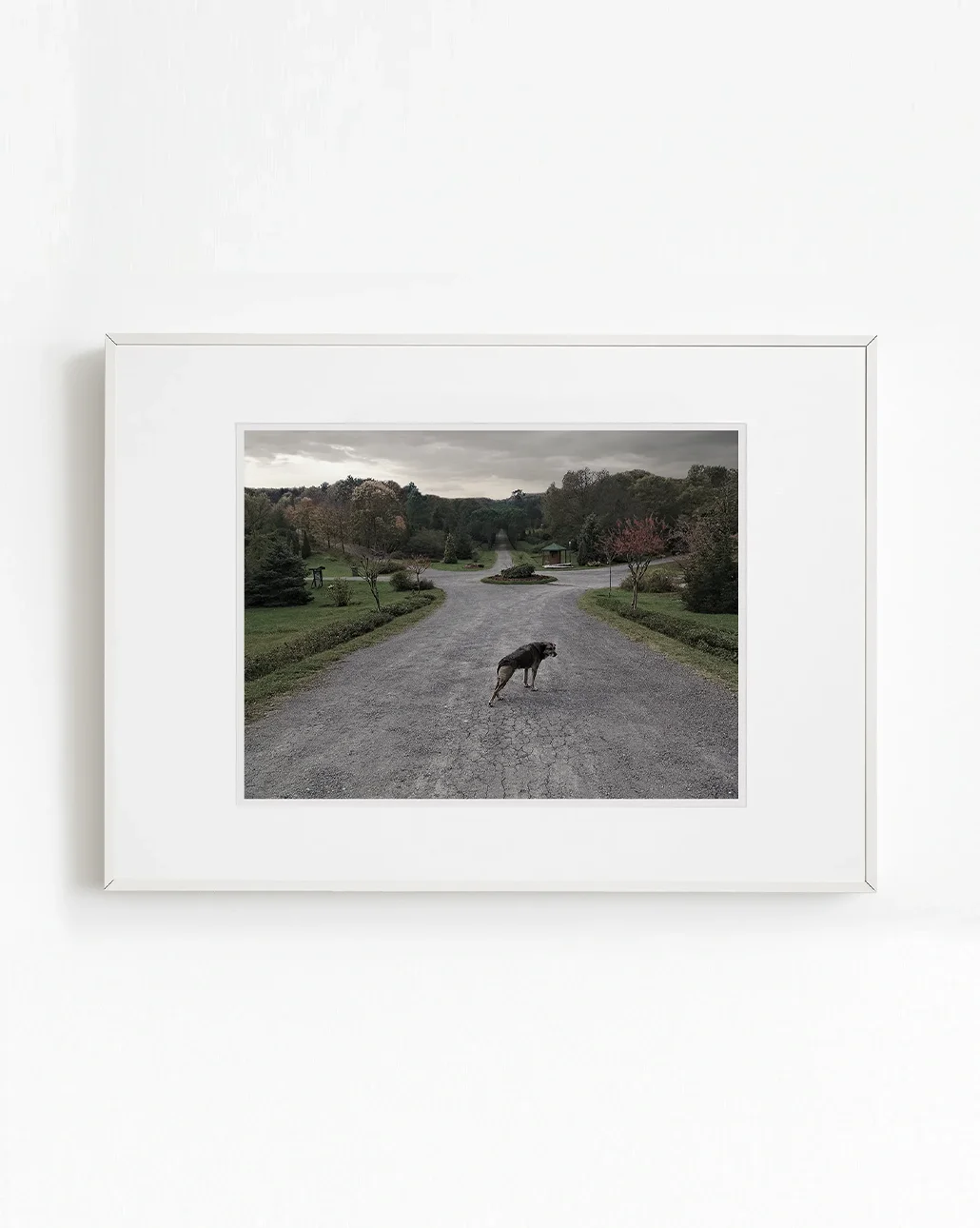 Yol ayrımında duran köpeğin, sezgisel yön bulmanın görsel metaforu olarak konumlanmasını gösteren fotoğraf sanat eseri.