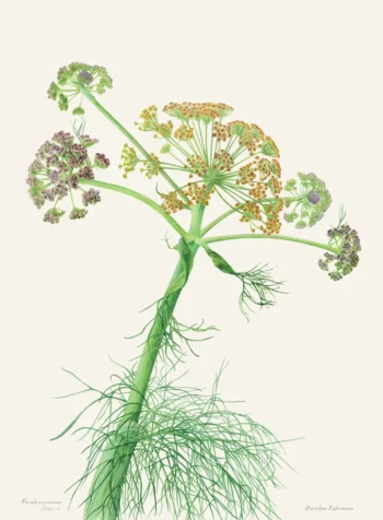 şemsiye formunda çiçeklenen çakşır otu bitkisi botanik illustrasyonu